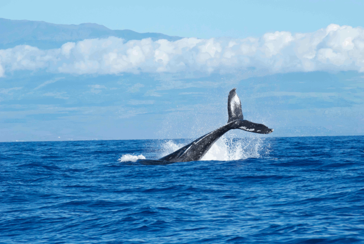 Humpback whales visible from shore