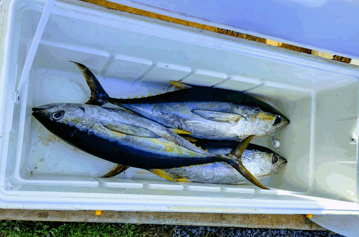 Fresh yellow fin tuna in the cooler